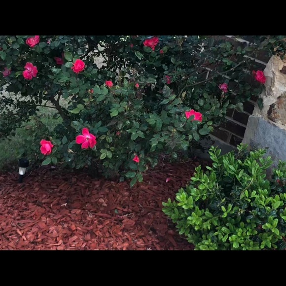 Meet your Posher, Dee - Picture 1 of 1